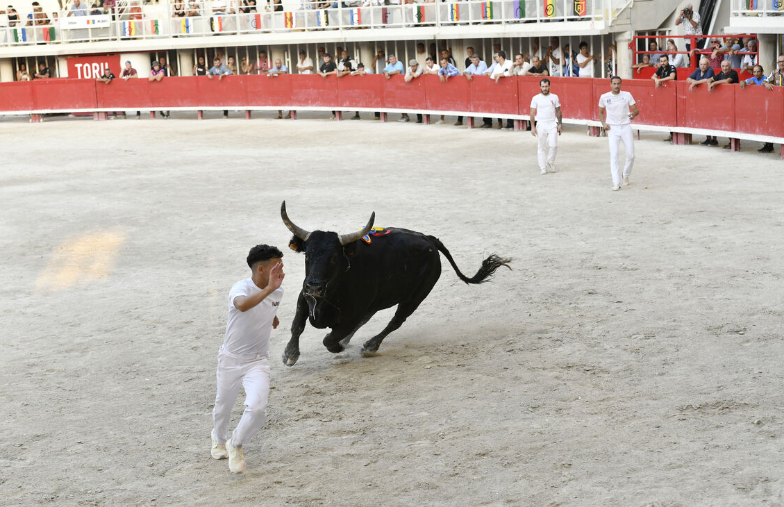 un raseteur et le taureau