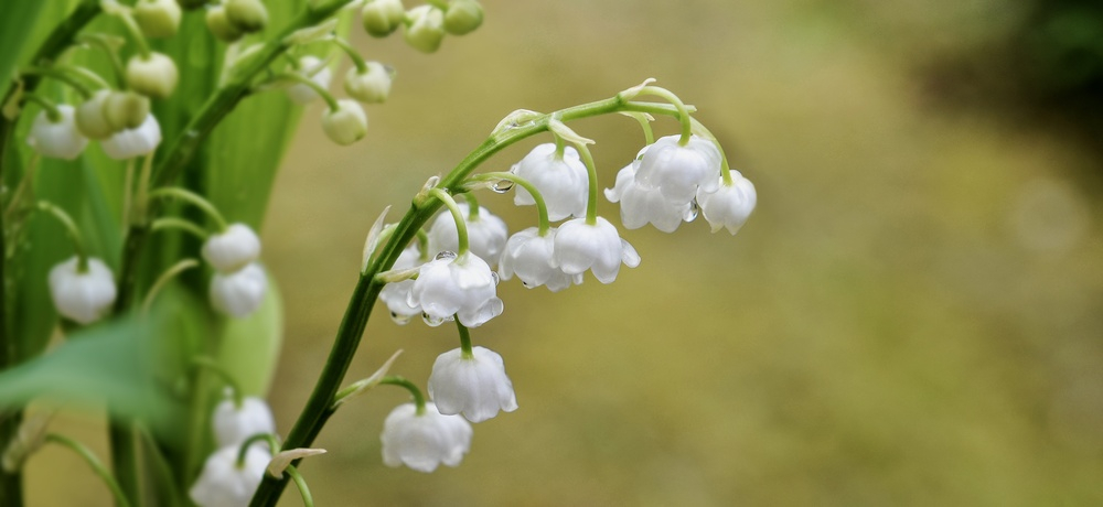 un brin de muguet