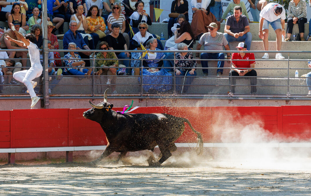 le raseteur avec le taureau dans l'arène 