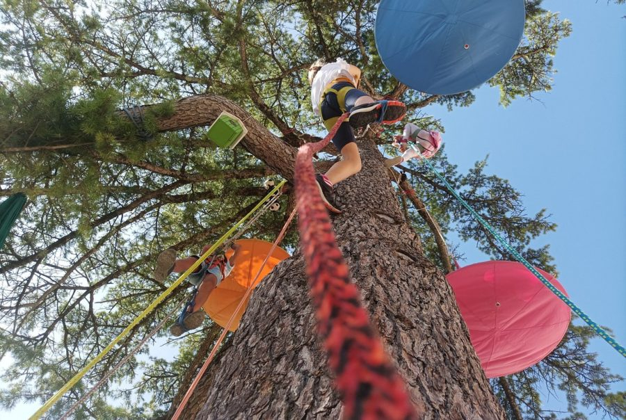 animation grimpe d'arbres