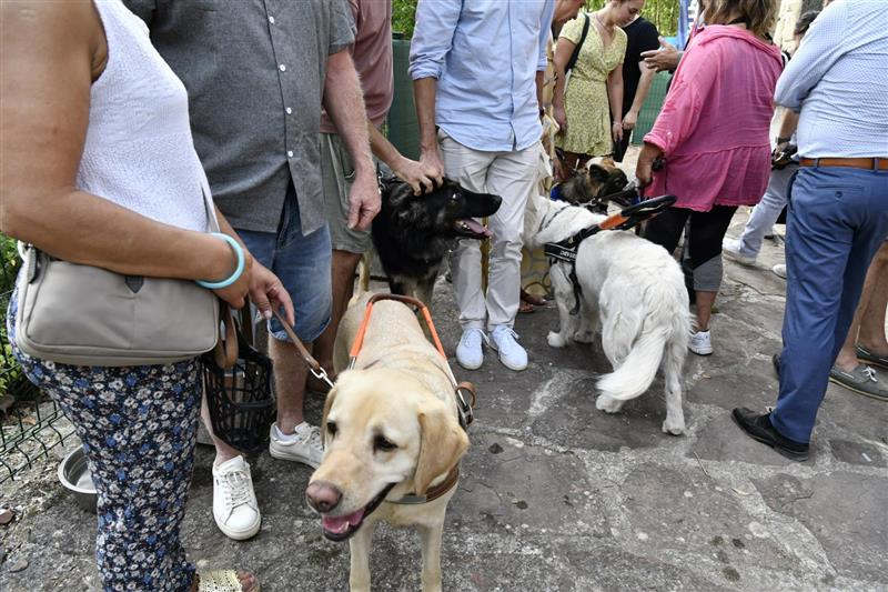 Ecole de chiens guides