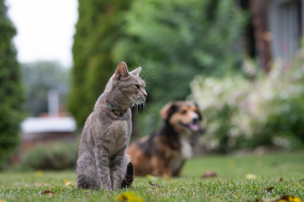 chiens et chats ont chaud eux aussi