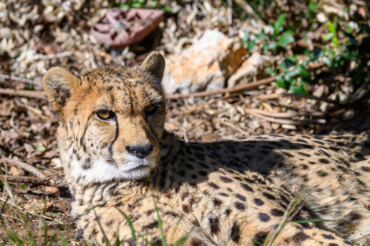 Photo de guépard au Zoo de Montpellier
