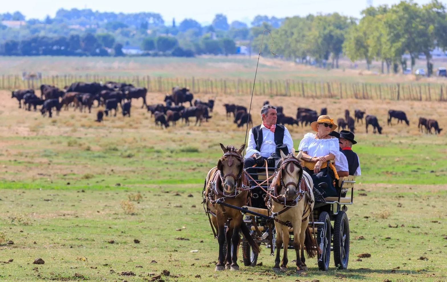une cariole avec des personnes en costume d'époque au milieu d'un pré avec des taureaux