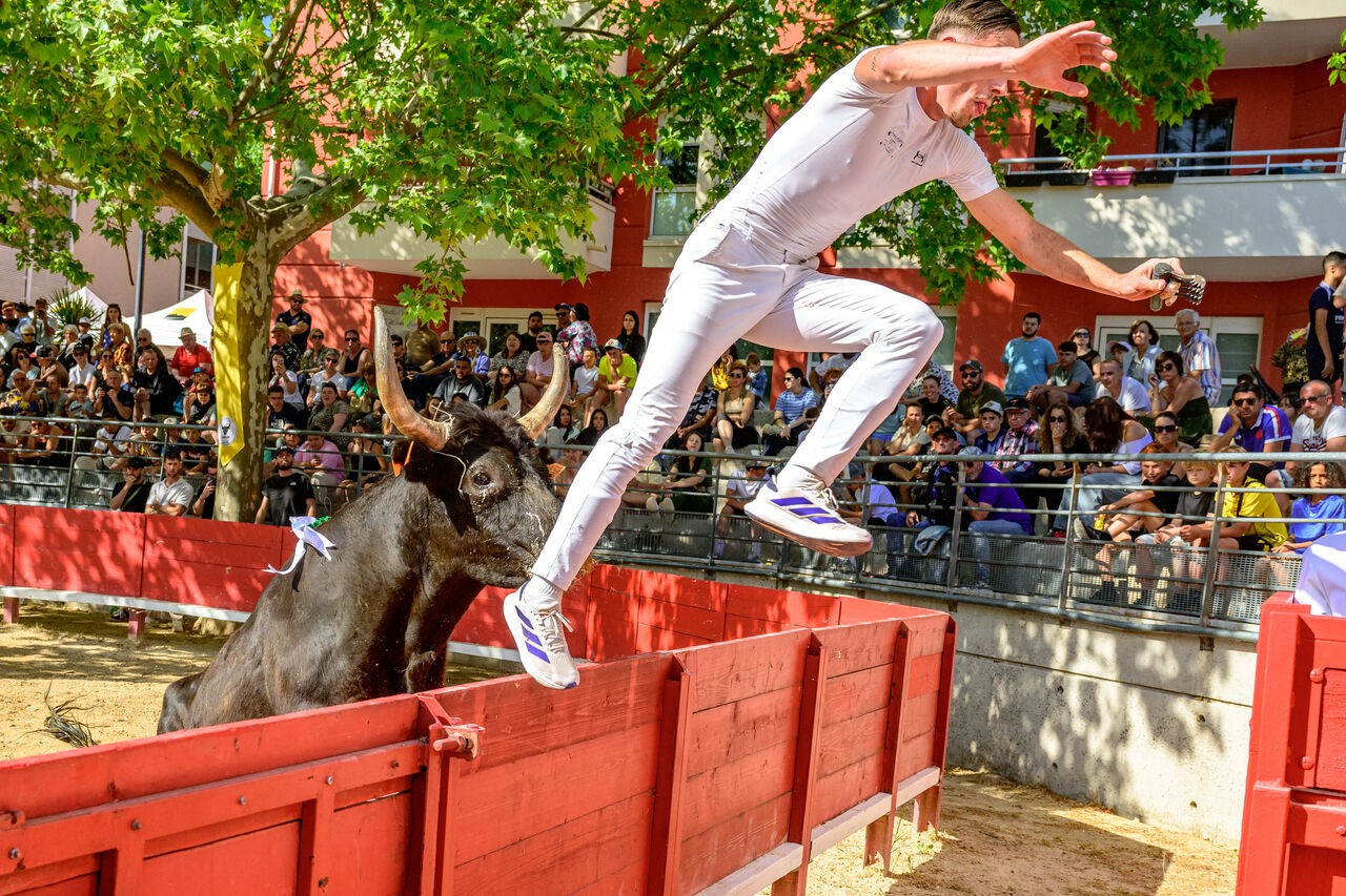 le raseteur et le taureau dans l'arène 