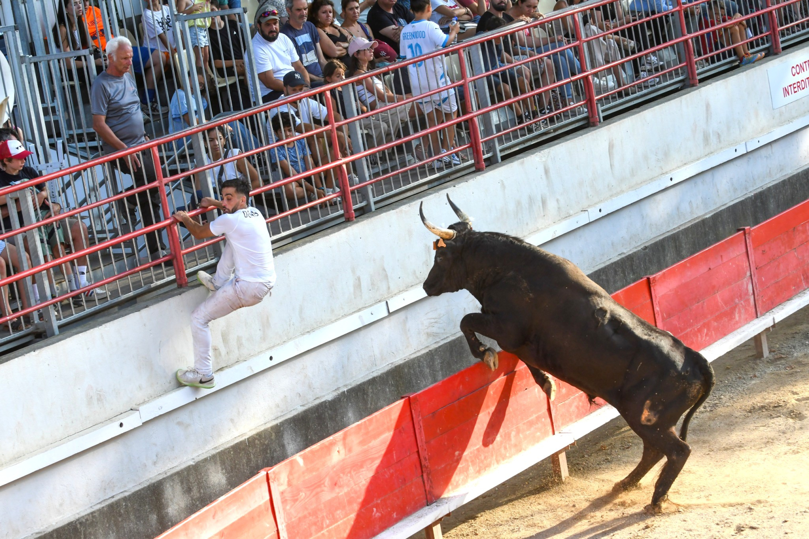 raseteur et taureau dans les arènes