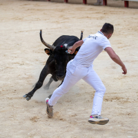 Course camarguaise