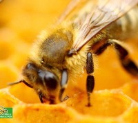 abeille