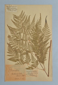 une page de l'herbier de Montpellier 