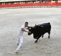 le raseteur dans l'arène avec le taureau