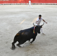 une course dans l'arène 