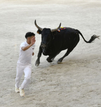 une course camarguaise 