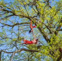 Danseurs dans les arbres