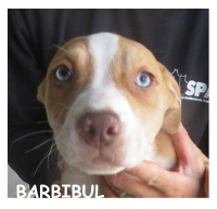 Barbibul
