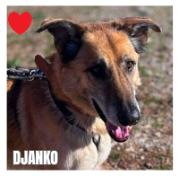 Djanko