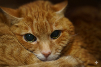 Jasper
