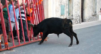Vachette face aux habitants protégés derrière des grilles