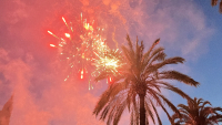 Feu d'artifice dans le ciel au dessus d'un palmier