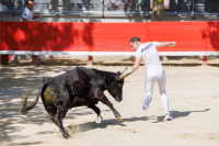 Trophée taurin