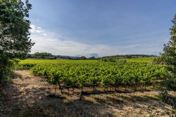 paysage de vigne