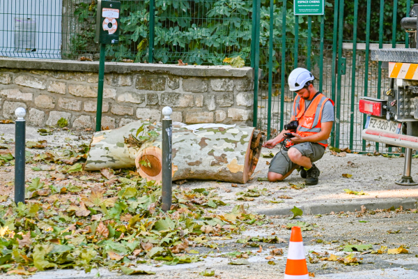 L'écologue verifie que le tronçon d'arbre coupé  ne contient pas d'animaux. 