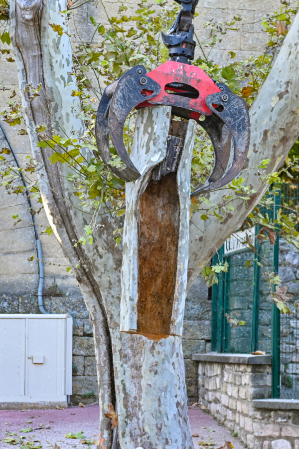 Tronçon creux d'un plataneinfecté par le champignon. 