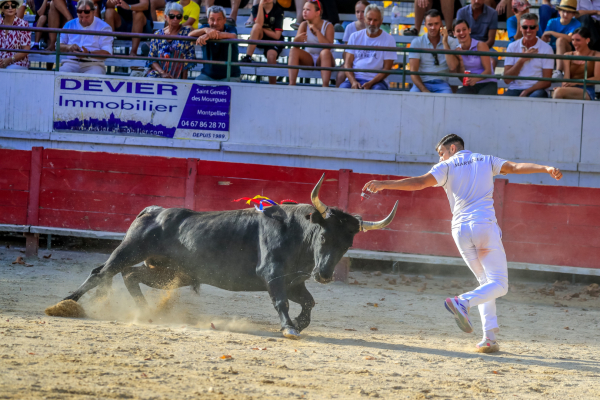 course camarguaise