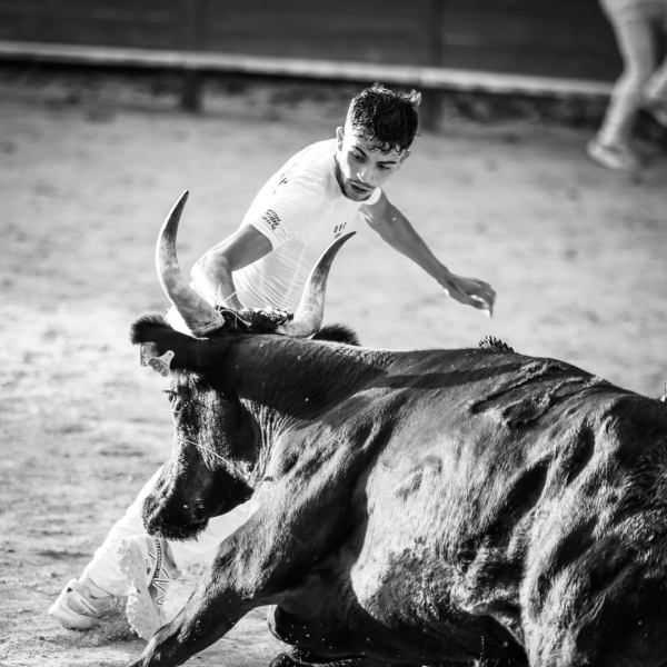 raseteur et taureau