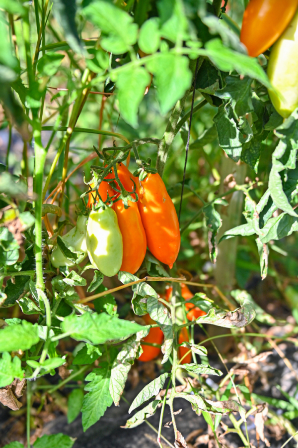 tomates