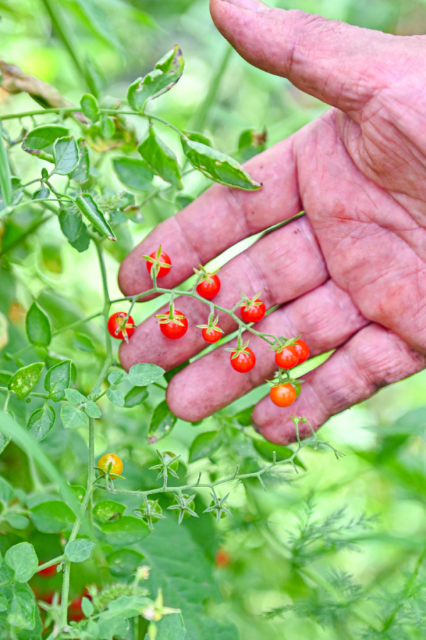 tomates