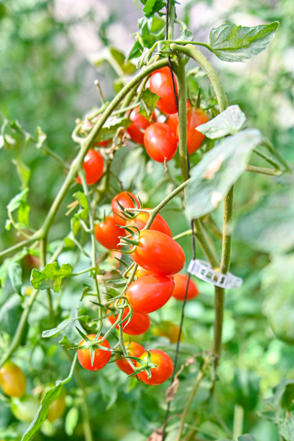 tomates