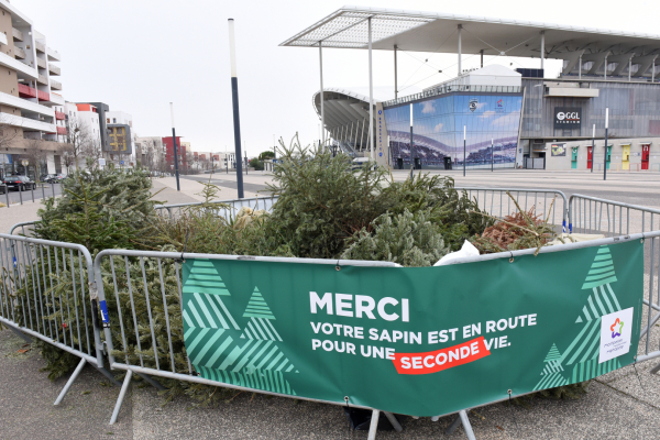 Parc à sapins à proximité du stade GGL