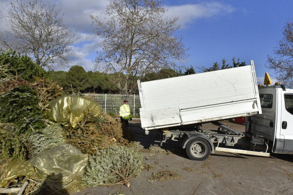 Les sapins collectés sont recyclés 