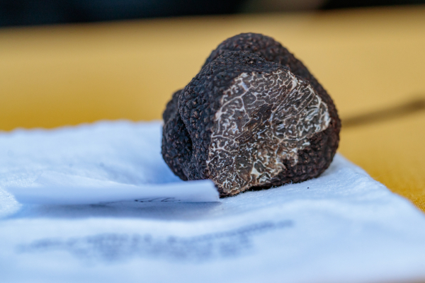 La truffe noire est plus savoureuse en janvier et février