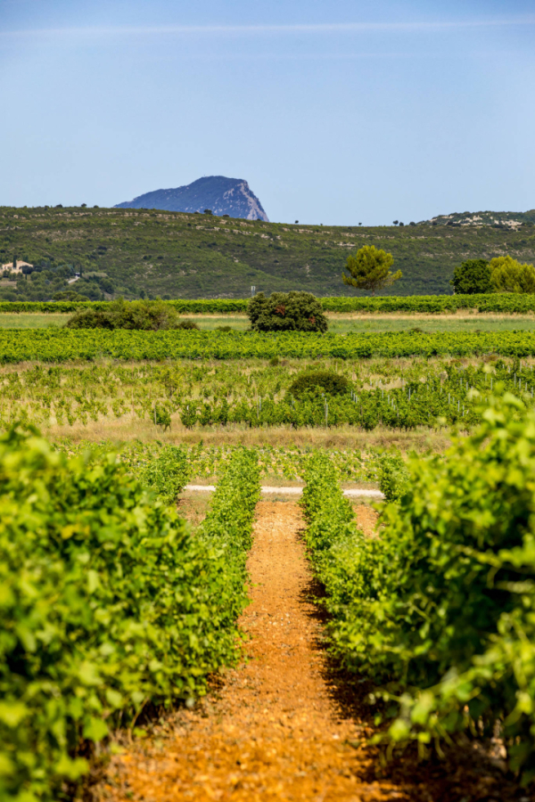 Paysage de vignes