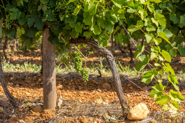 Pied de vigne et galets roulés