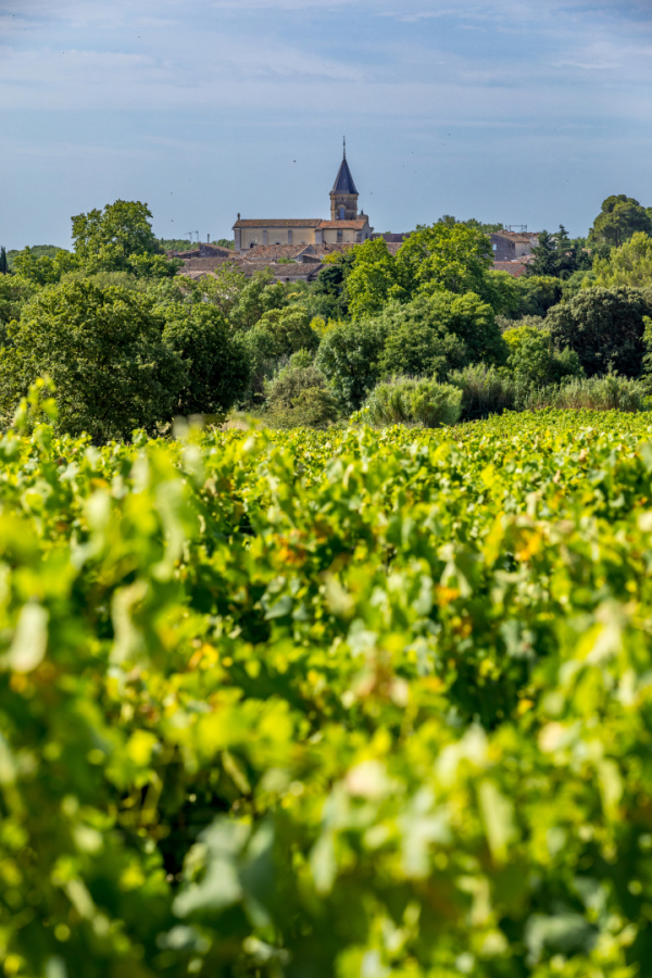 Vigne et église