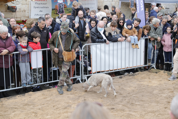 Le chien truffier "Gio" en pleine démonstration