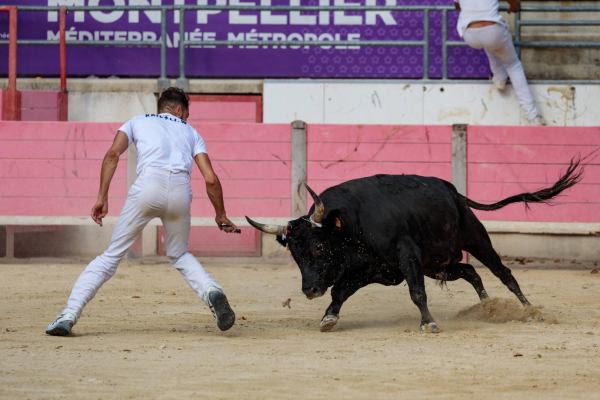 Baillargues accueille de nombreuses courses camarguaises