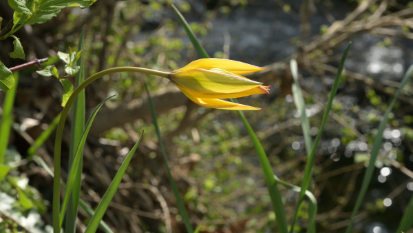 Fleur