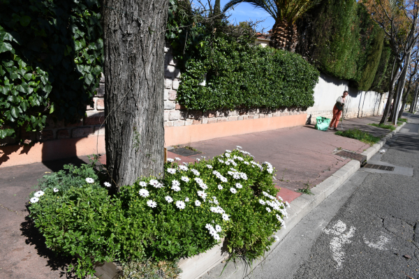 plantes fleurs arbre trottoir bénévole en train de jardiner