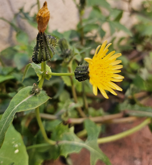 plante fleur sauvage jaune 