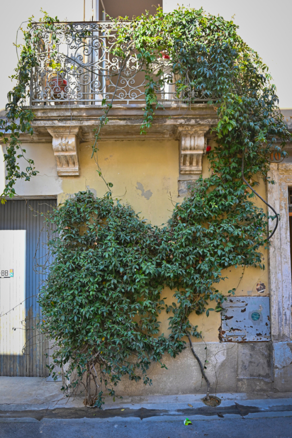 façade plante grimpante