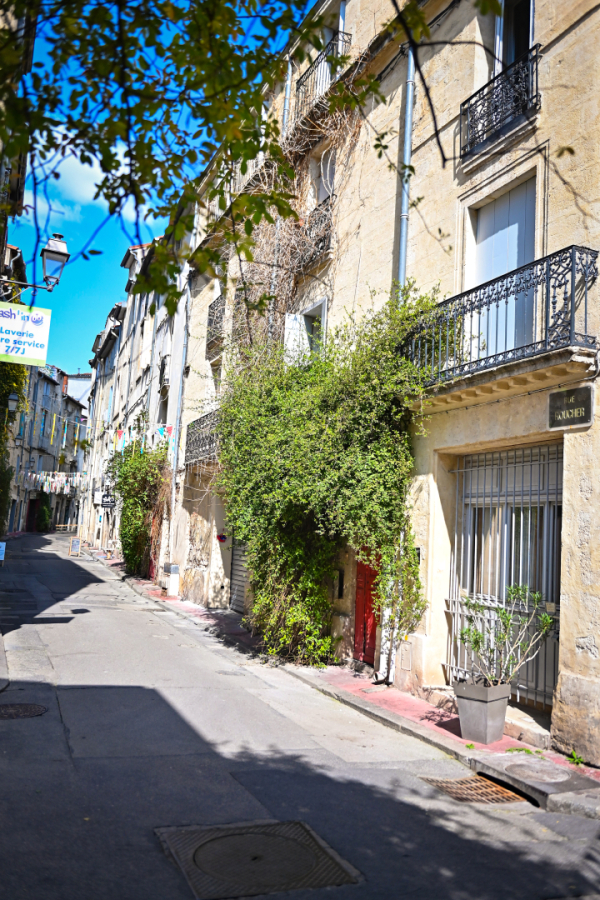 façade plantes grimpantes soleil 