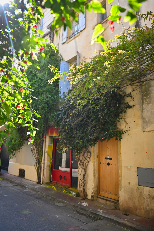 façade plante grimpante lumière du soleil 