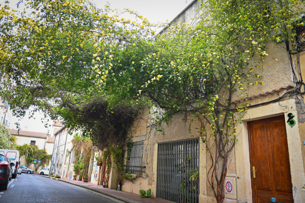 plantes grimpantes canopée pas de porte 