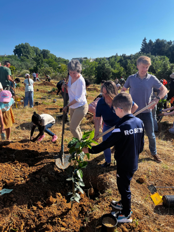 Plantations d'agrumes
