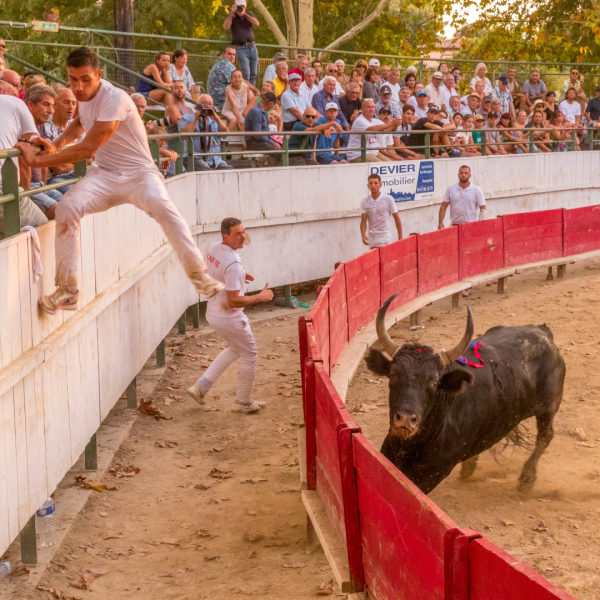 Course camarguaise