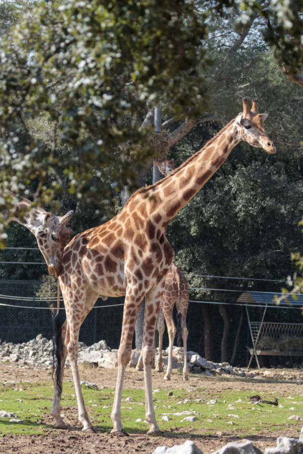 Zoo