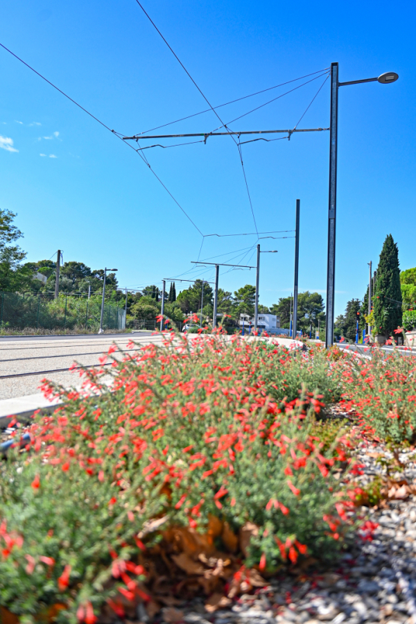 Plante au bord du tram